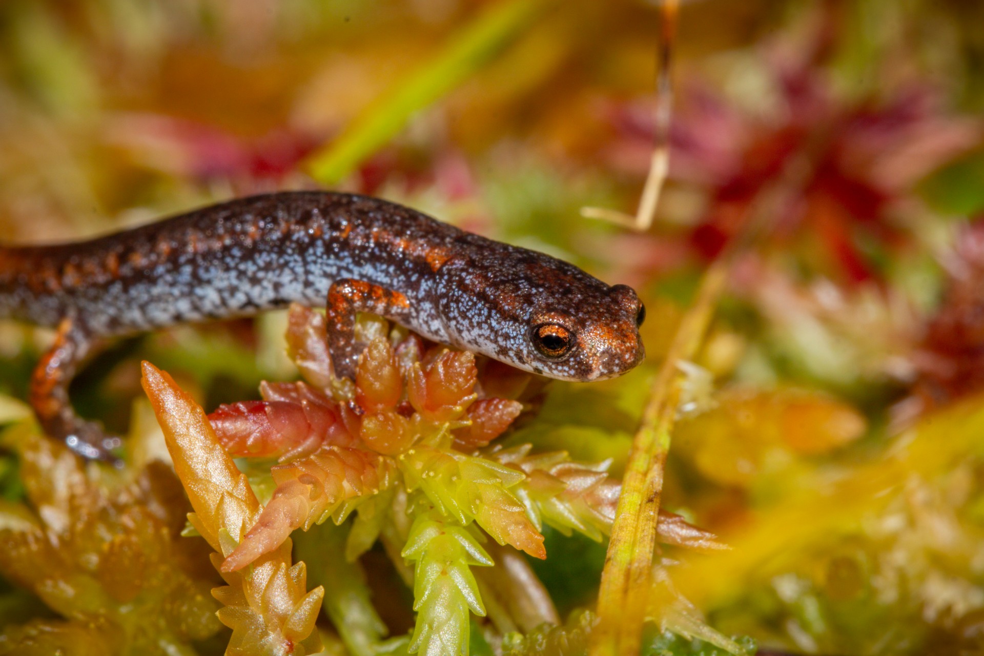 Rare salamander discovery near Moncton challenges assumptions